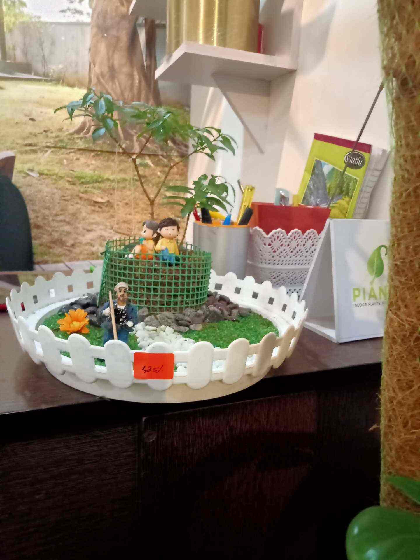 Pianta Indoor Plants in Kottooly,Kozhikode Best Plant Nurseries in