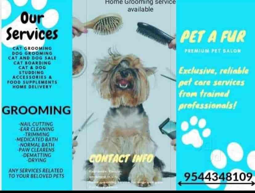 Dog grooming at home service near me best sale