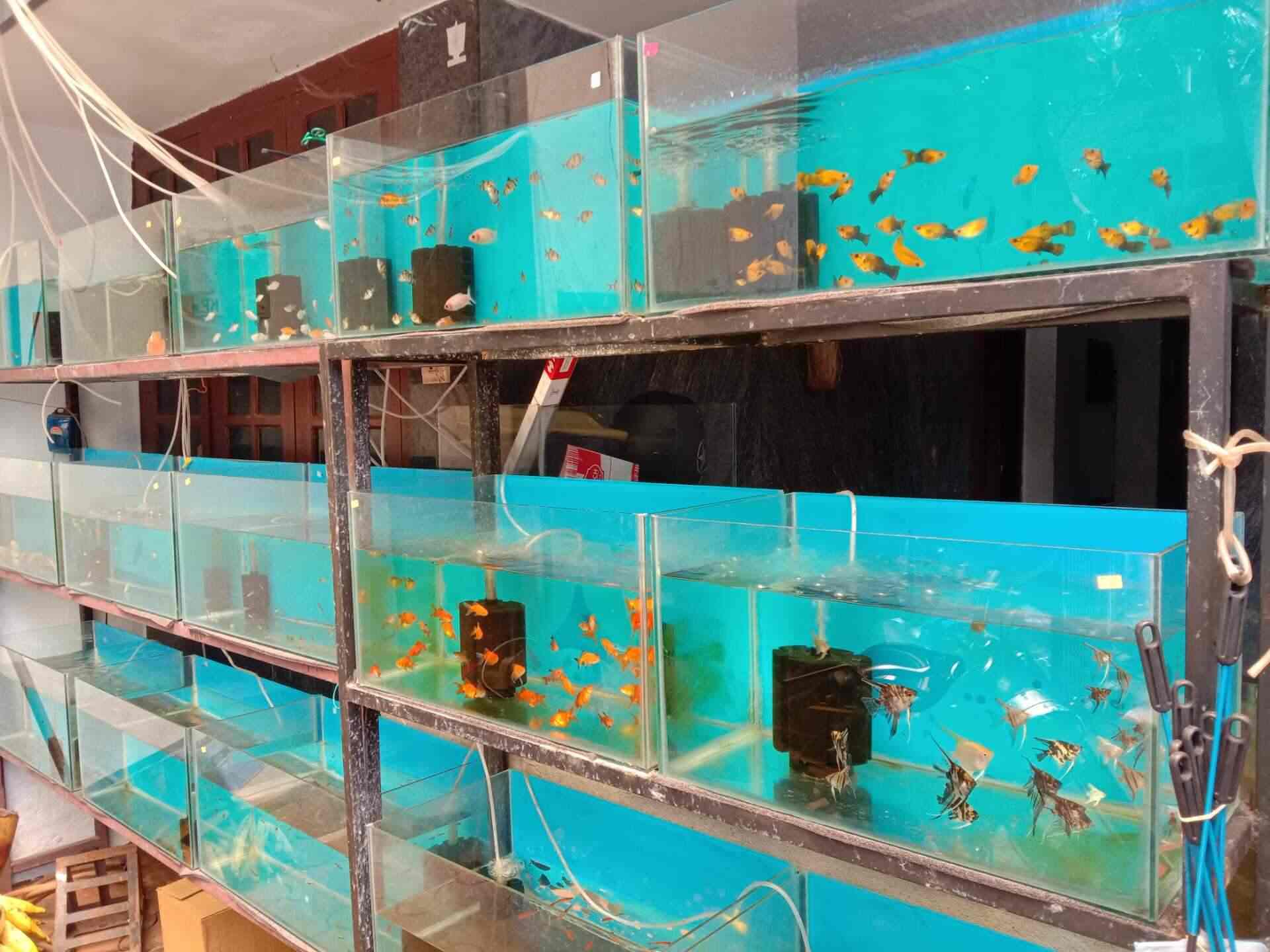 Top Aquarium Ornament Dealers in Kozhikode Best Aquarium Decoration