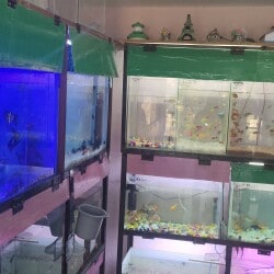 Top Fish Aquarium Dealers in Karimangalam Best Fish Aquarium Shops Justdial
