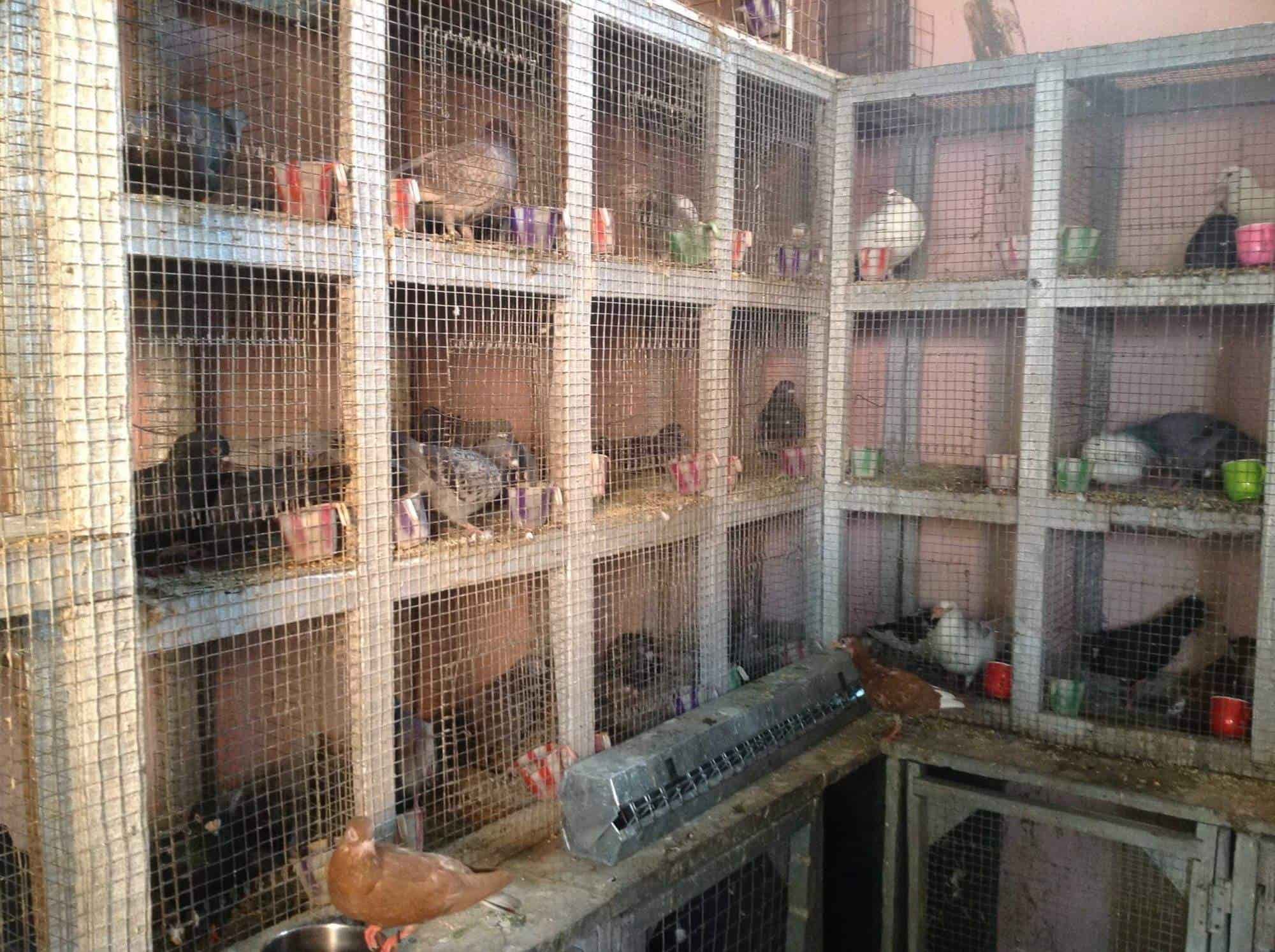Pigeon and shop bird pet shop