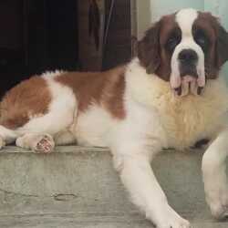 Top Dog Boardings in Kurnool - Best Dog Boardings - Justdial
