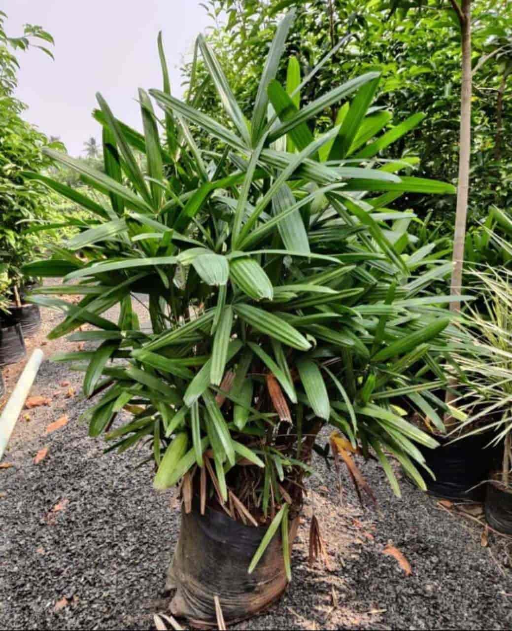 Top Tree Nurseries in Nandyal Check Post Best Nursery Tree Creepers