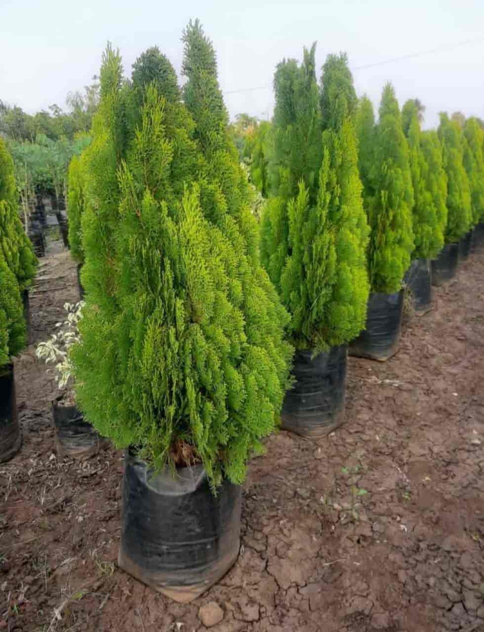 Top Tree Nurseries in Nandyal Check Post Best Nursery Tree Creepers