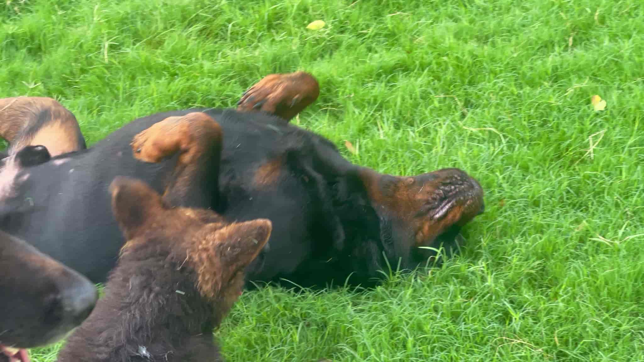 Top Pet Shops in Pehowa Best Pet Store near me Justdial