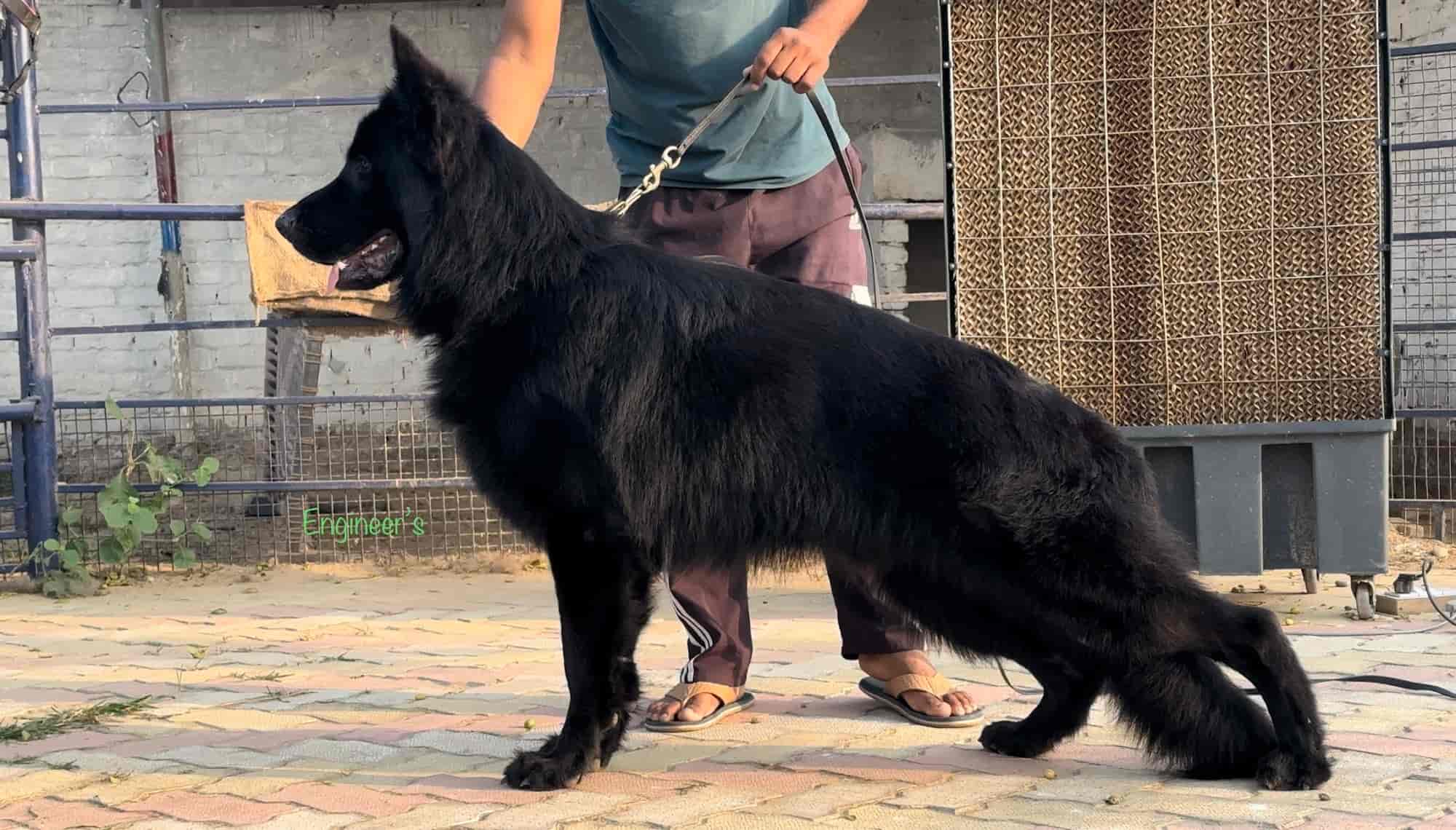 Top Pet Shops in Pehowa Best Pet Store near me Justdial