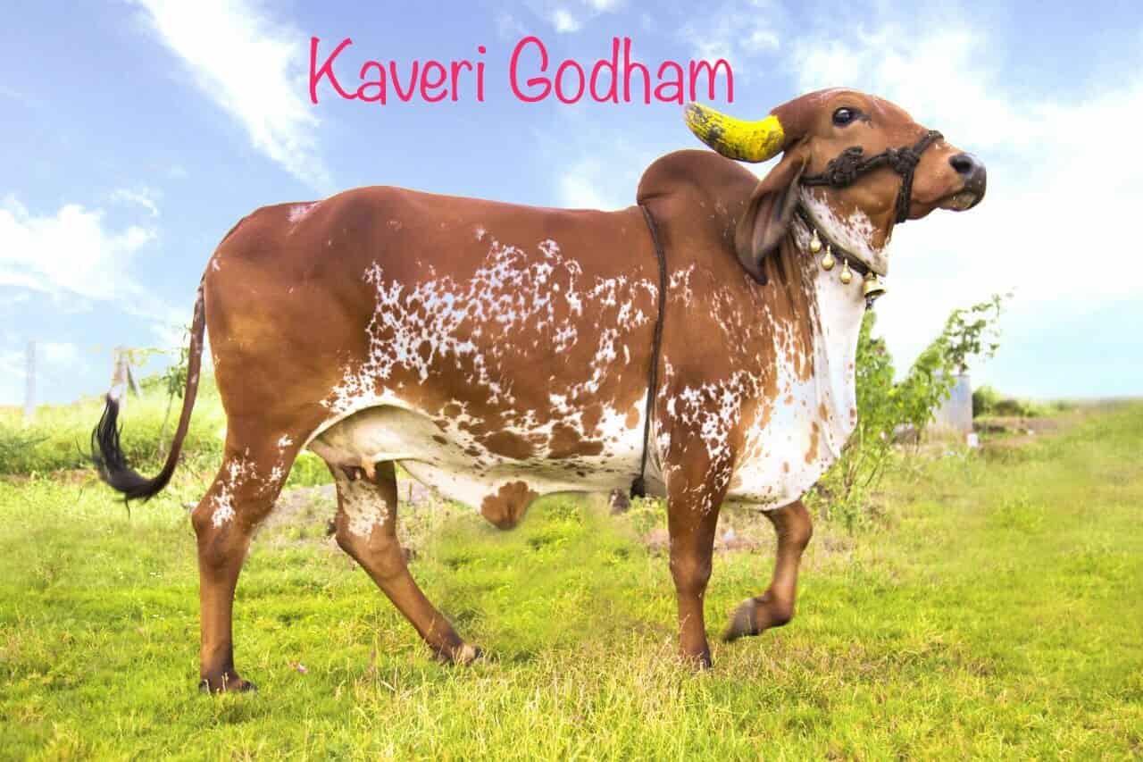 ✰ COW様購入専用ページ‼️☆ Top Gir Cow Dealers in Kolhapur - Best Gyr Cow Dealers near me