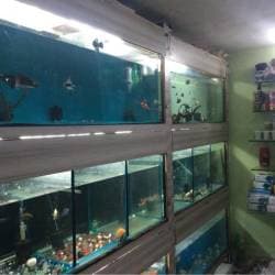 Top Aquariums in Kurwande Best Fish Tank Dealers near me Justdial