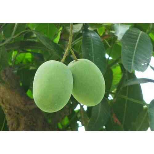 Top Tree Nurseries in Lal Bangla Best Nursery Tree Creepers Kanpur