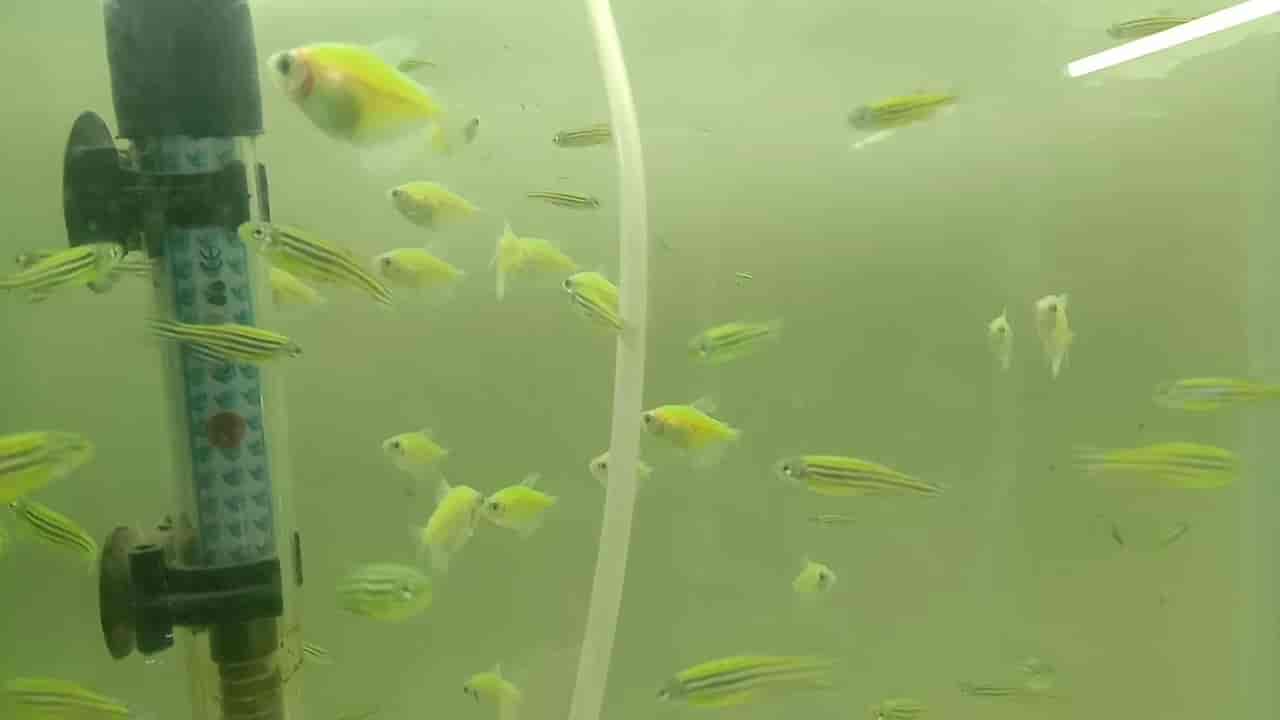 Meet Fish & Aquarium Shop in Aashiyana,Lucknow Best Fish Food