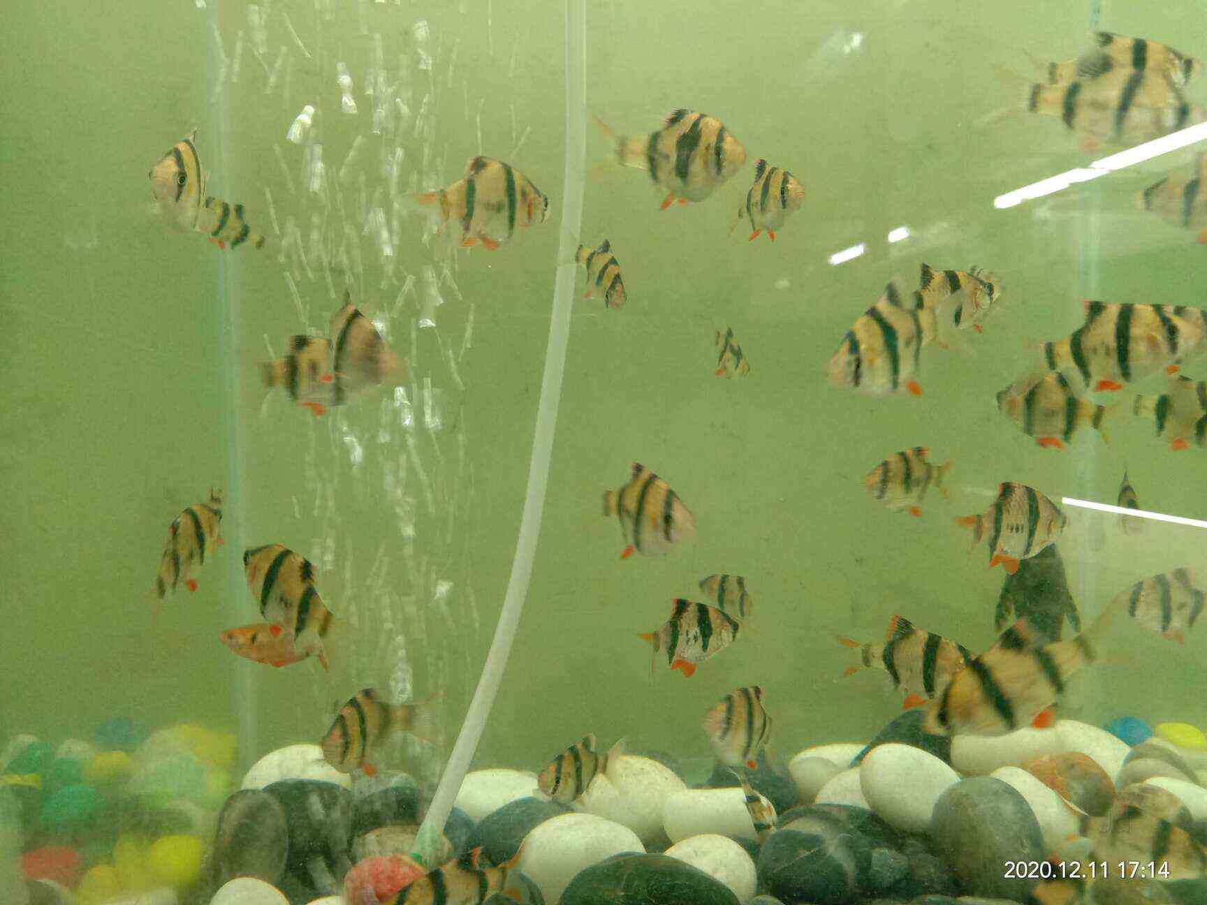 Meet Fish & Aquarium Shop in Aashiyana,Lucknow Best Fish Food