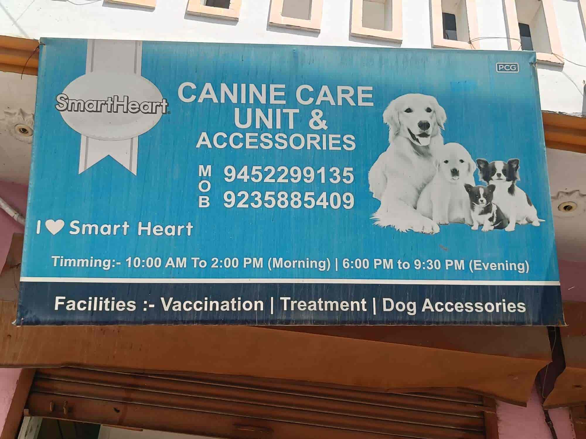 Lucknow Best Dog Clinic Near Me Good Pet Shops Near Me Shop
