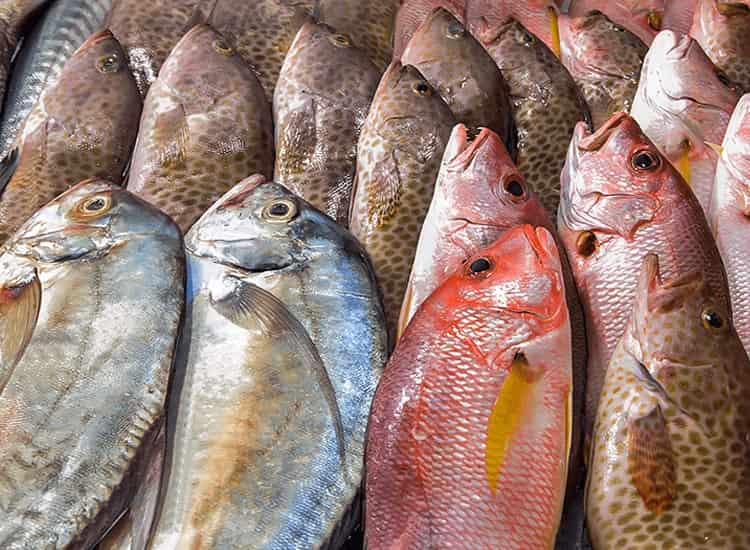 Top Fish Markets in Faridabad Sector 22 - Best Seafood Market