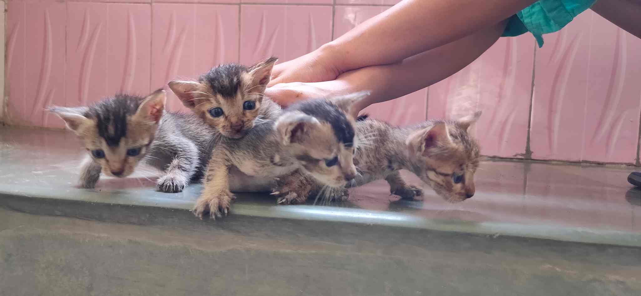 Top Animal Welfare Organisations in Gaura Best Ngos For Animal Welfare Lucknow near me Justdial