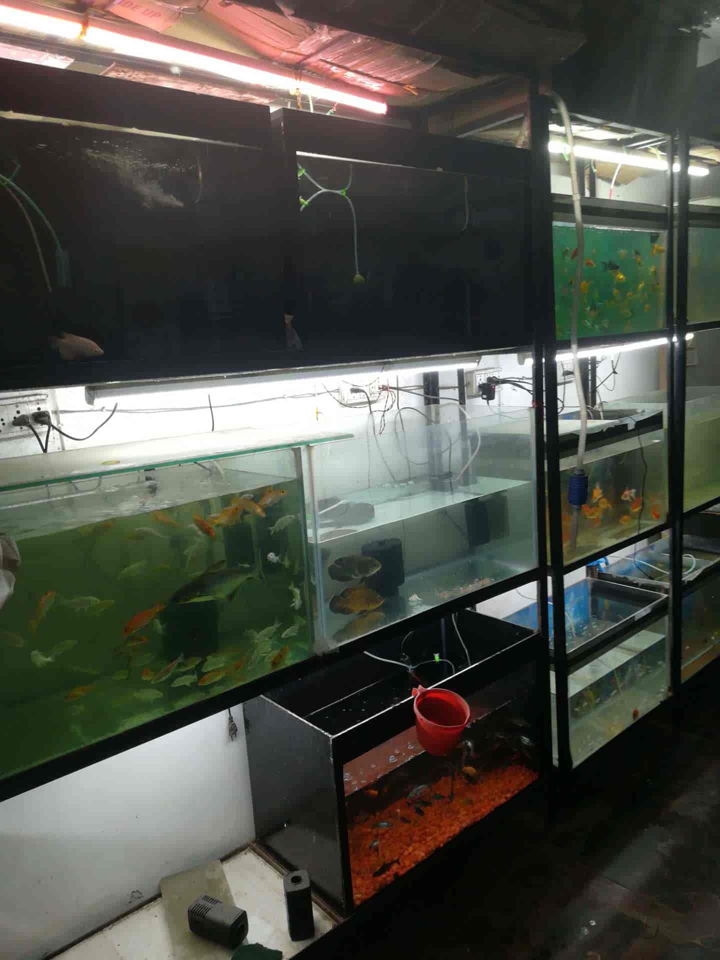 Top 100 Fish Aquariums in Lucknow Best Fish Aquarium Dealers Justdial