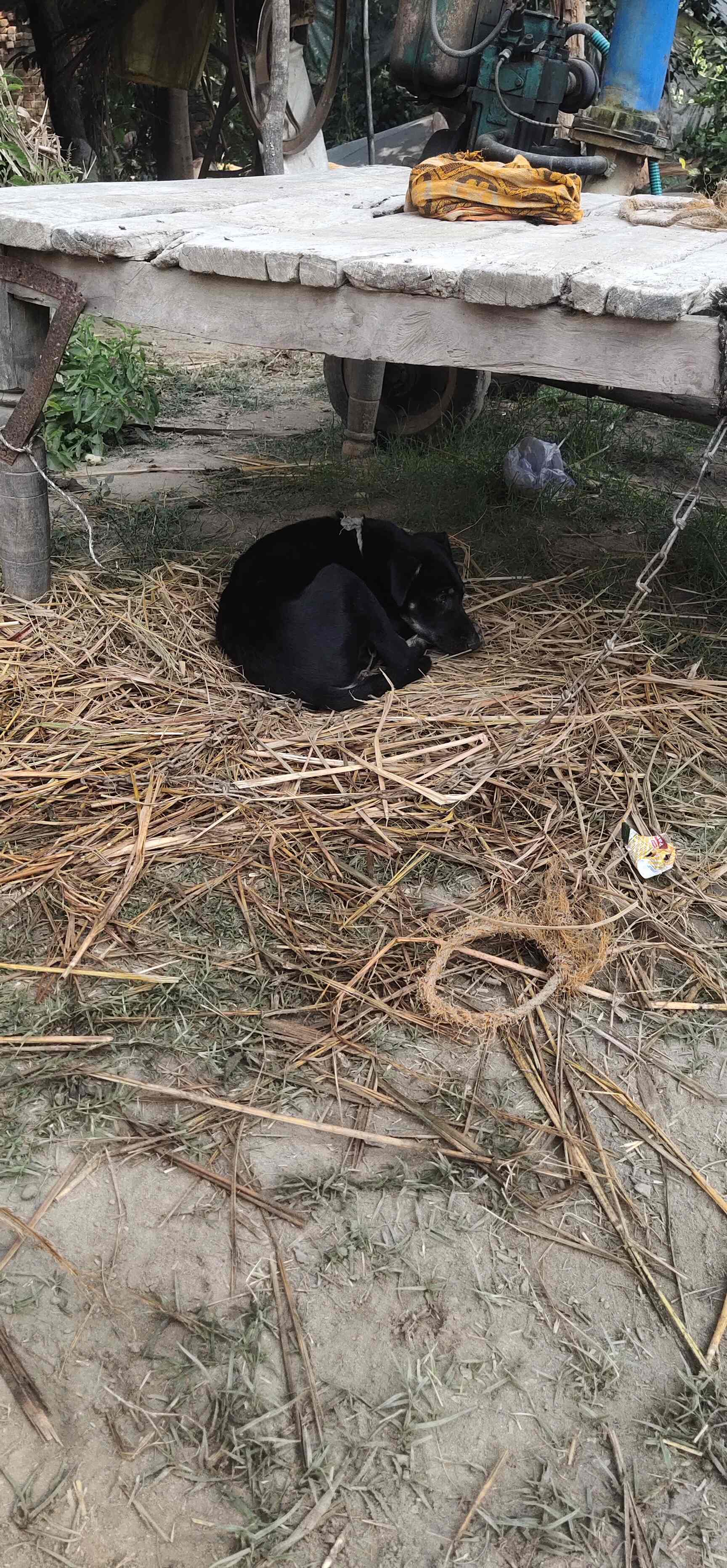 Ajays Pet Shop in Hazratganj,Lucknow Best Pet Shops in Lucknow Justdial