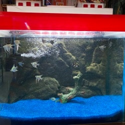 Universal Fish Aquarium & Pet Shop in Hans Khera,Lucknow - Best Fish Food Retailers in Lucknow - Justdial Universal Fish Aquarium & Pet Shop in Hans Khera,Lucknow - Best Fish Food Retailers in Lucknow - Justdial