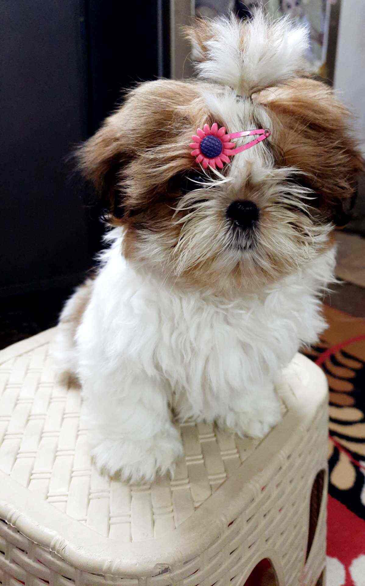 Ujjval Pet Shop, Udaiganj Pet Shops For Dog in Lucknow Justdial