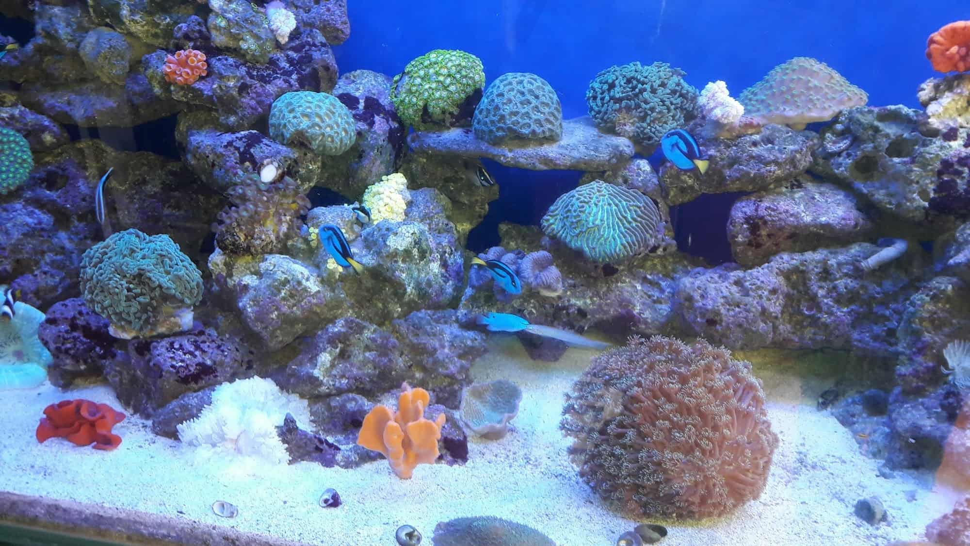 Top Aquariums in Aashiyana Best Fish Tank Dealers near me Justdial