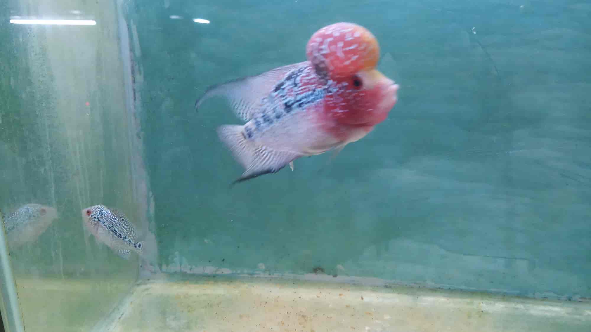 Top Aquariums in Nakhas Best Fish Tank Dealers near me Justdial