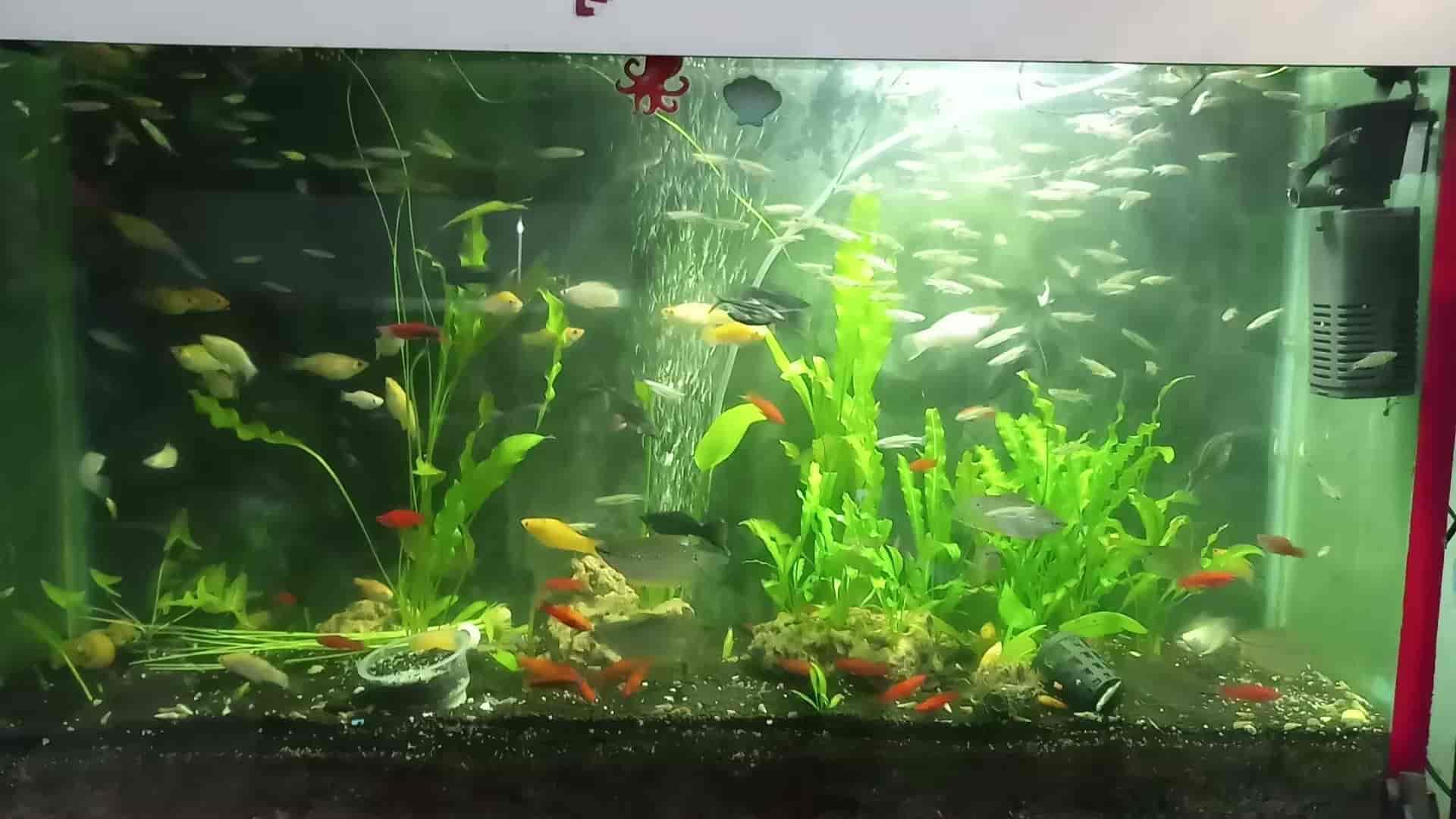 Top Aquariums in Nakhas Best Fish Tank Dealers near me Justdial