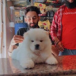 Top Pet Shops For Dog in Ludhiana - Best Pet Supplies Store near me - Justdial Top Pet Shops For Dog in Ludhiana - Best Pet Supplies Store near me - Justdial