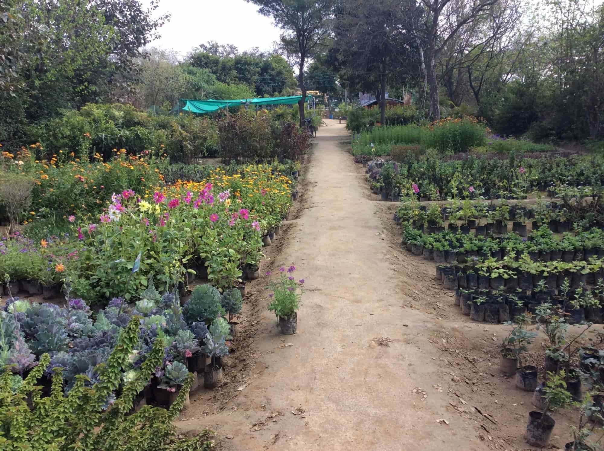 Sekhon Hi Tech Plants World Nursery Baddowal Plant Nurseries In Sekhon Hi Tech Plants World Nursery Baddowal Plant Nurseries In Ludhiana Justdial