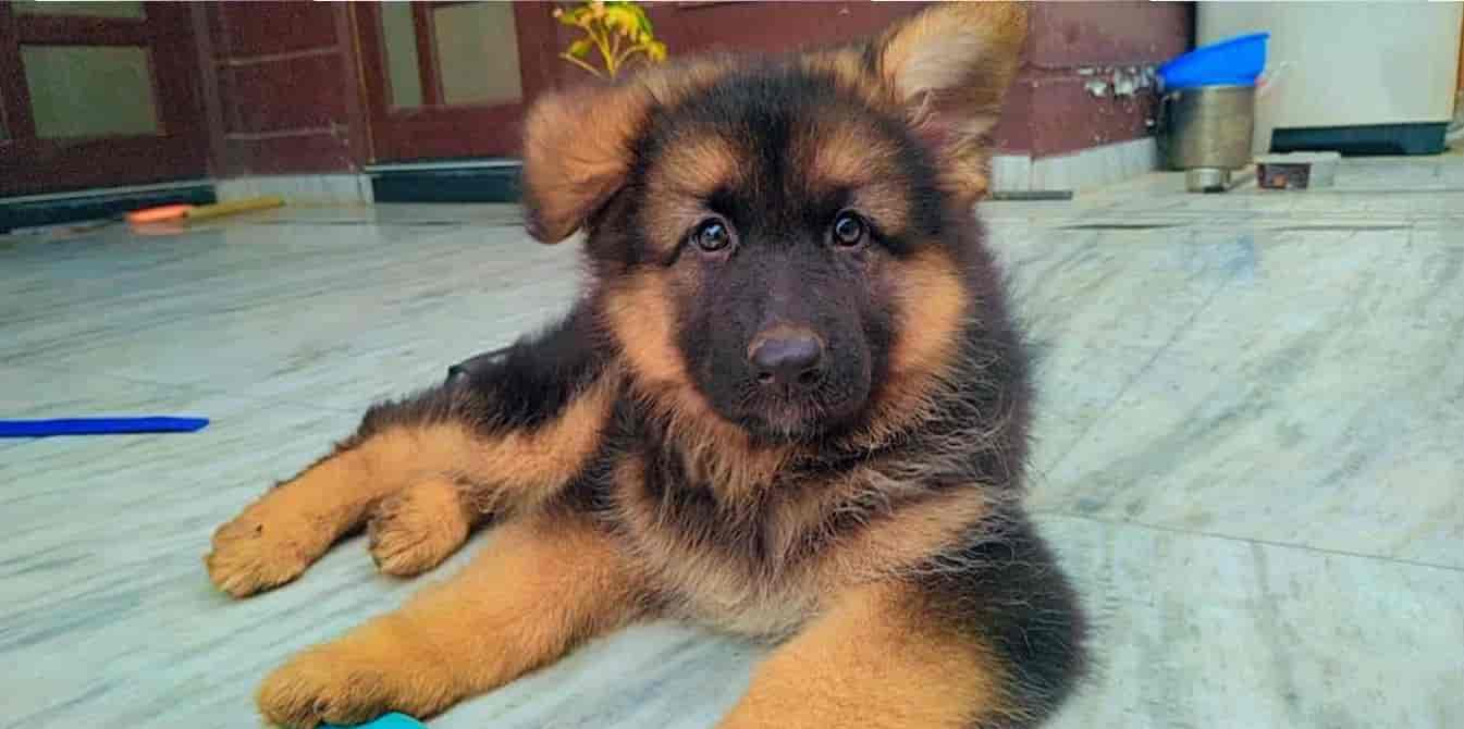 Top Pet Shops For Persian Cat in Ludhiana Best Pet Shops For Persian