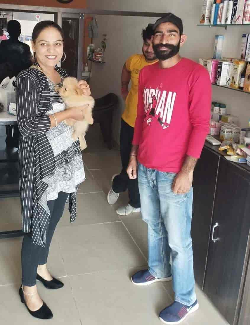 Top Pet Shops For Persian Cat in Ludhiana Best Pet Shops For Persian