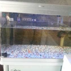 Ayyan Aquarium Bethaniyapuram Aquarium Fish Dealers In Madurai Justdial