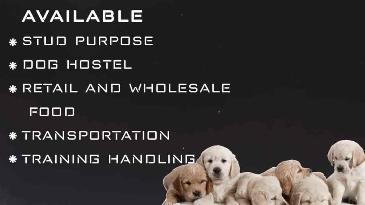 Bros Kennel in Vilangudi,Madurai Best Dog Adoption Centres in Madurai