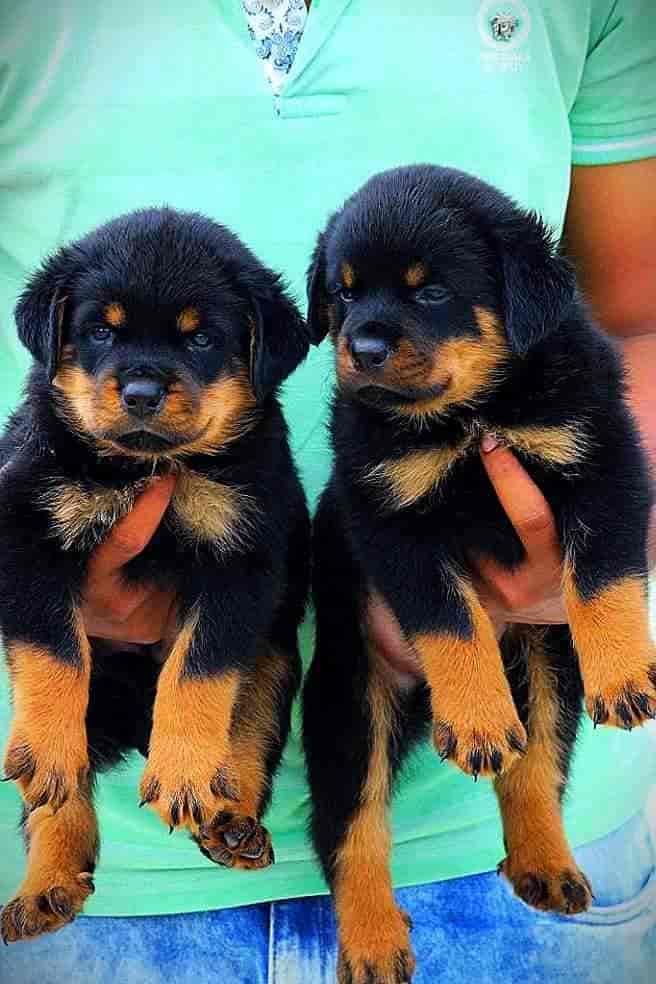 Bros Kennel in Vilangudi,Madurai Best Dog Adoption Centres in Madurai