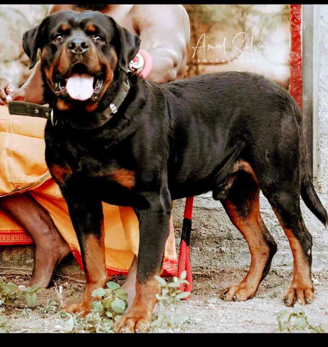 Bros Kennel in Vilangudi,Madurai Best Dog Adoption Centres in Madurai