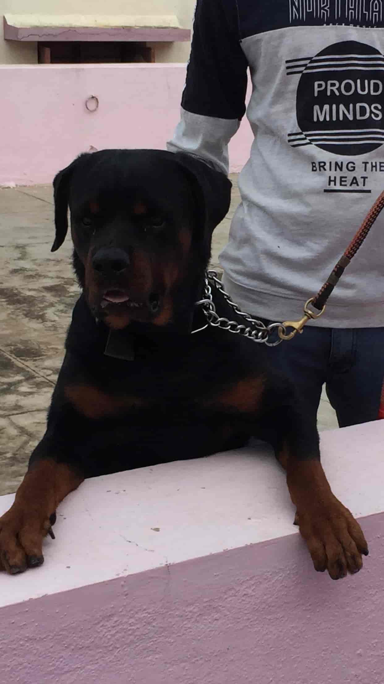 Bros Kennel in Vilangudi,Madurai Best Dog Adoption Centres in Madurai