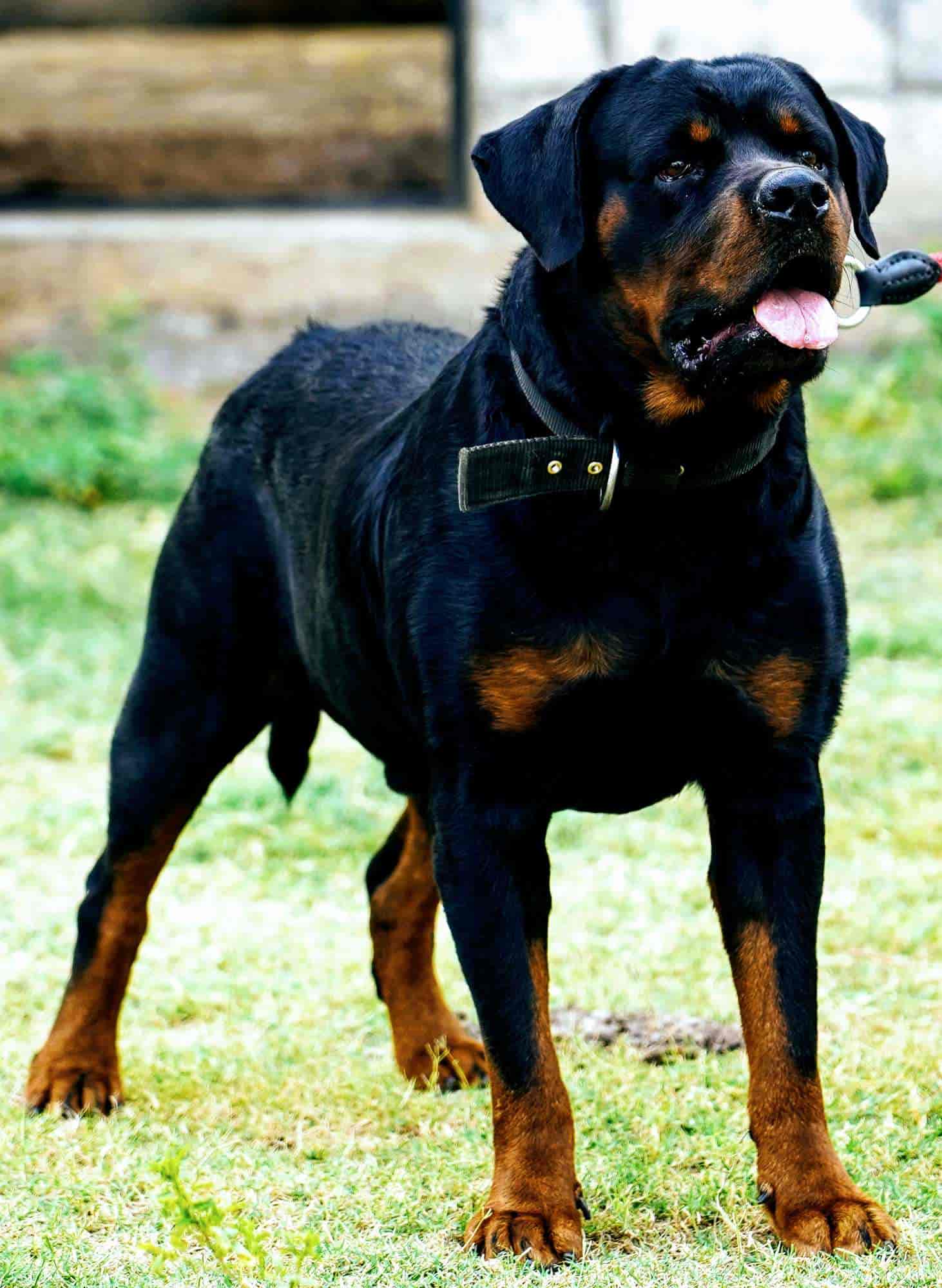 Bros Kennel in Vilangudi,Madurai Best Dog Adoption Centres in Madurai