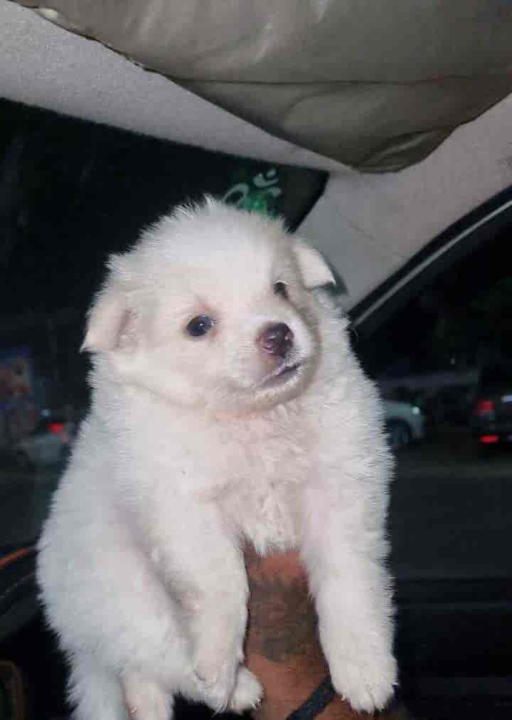 Bros Kennel in Vilangudi,Madurai Best Dog Adoption Centres in Madurai