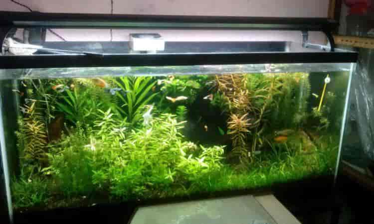 Top Fish Aquarium Dealers In Anna Nagar Madurai Best Fish Aquarium Shops Justdial