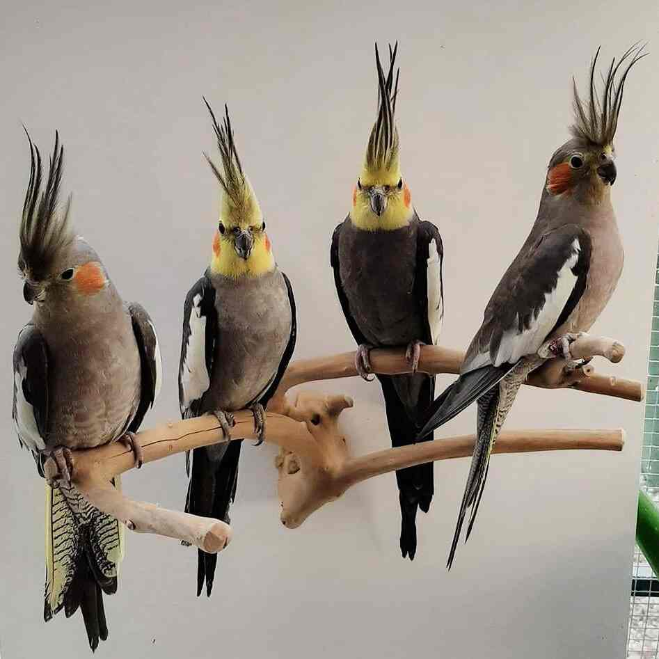 Vicky Pet Point, Simmakkal Pet Shops in Madurai Justdial