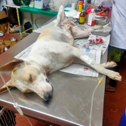 Safe Home Foundation in Kochadai,Madurai - Best Dog Adoption Centres in Madurai - Justdial Safe Home Foundation in Kochadai,Madurai - Best Dog Adoption Centres in Madurai - Justdial