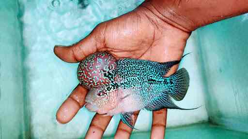 Top Fish Aquariums In Tirumangalam Madurai Best Fish Aquarium Dealers Justdial