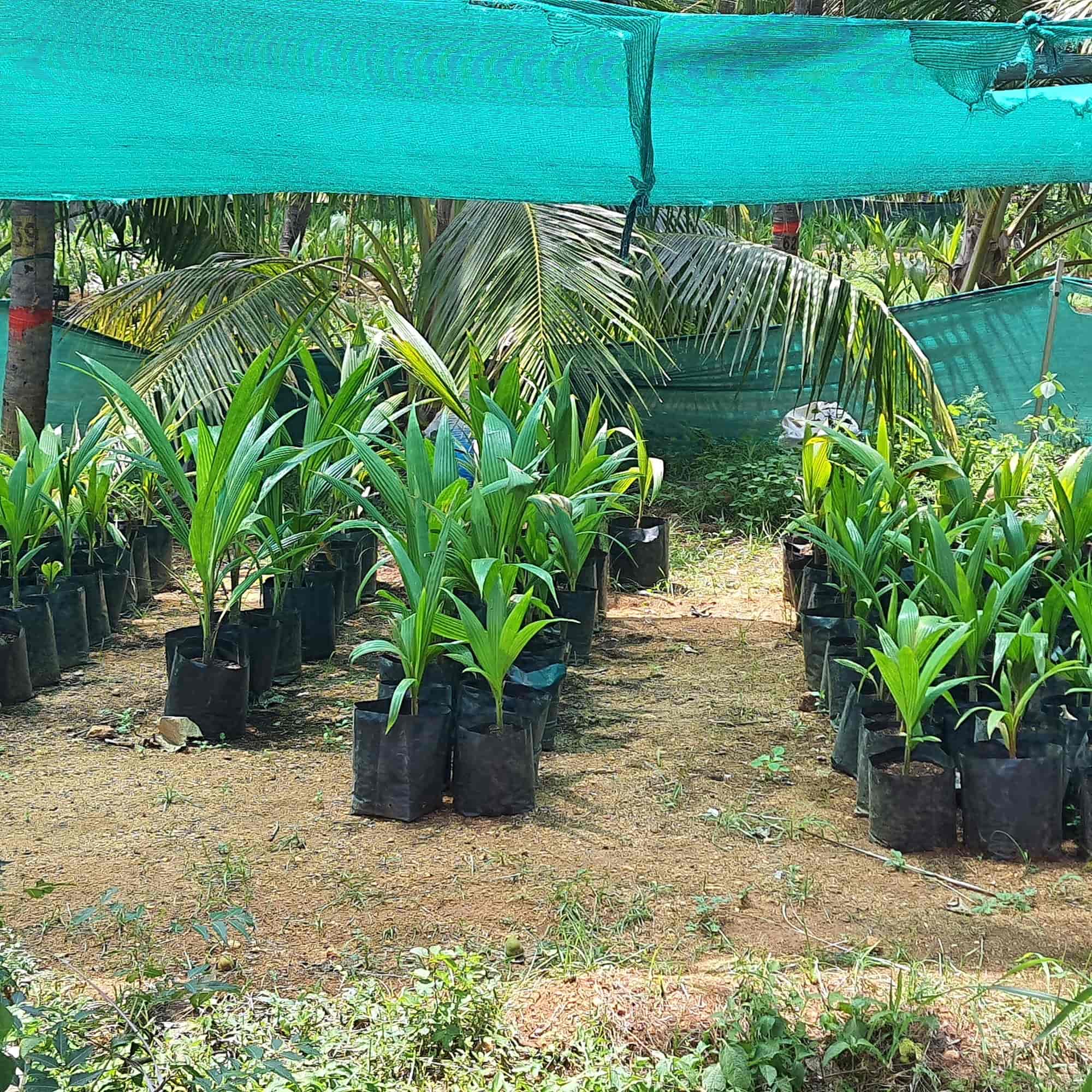 Deejay Coconut Farm Pvt Ltd in Kodimangalam, Madurai - Best Plant Nurseries in Madurai - Justdial