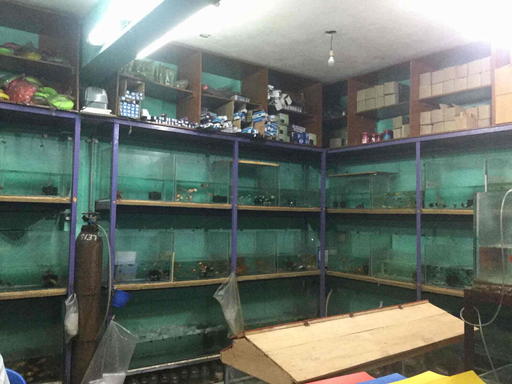 New Flower Horn Shop, Athikulam Pet Shops in Madurai Justdial