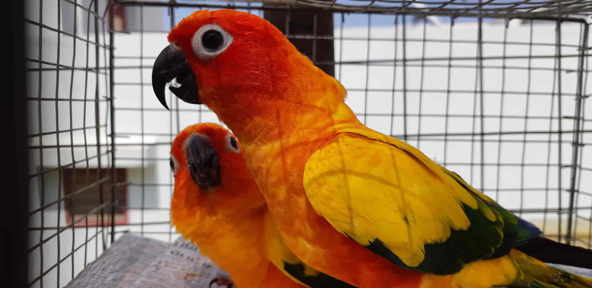 Md Exotic Pets in Near By C4 Police Station,Madurai Best Pet Shops