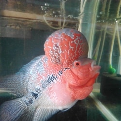 Flowerhorn Shop Fish Accessories S S Colony Pet Shops In Madurai Justdial