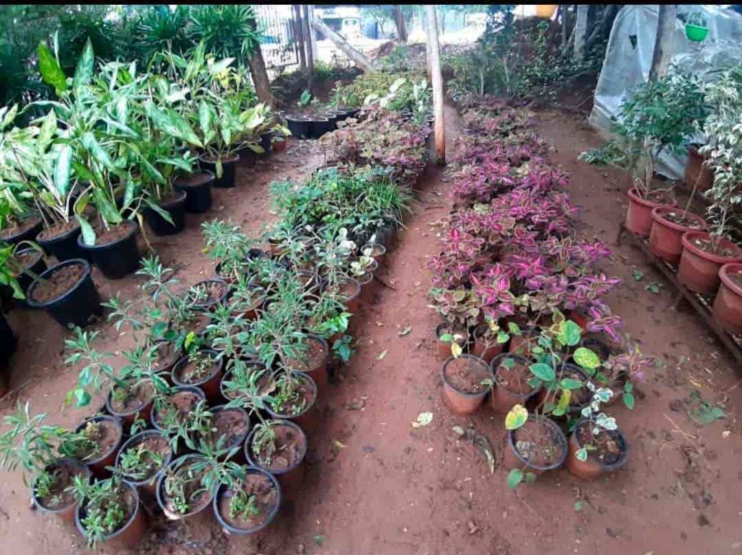 Catalogue Isha Nursery Garden in Thuvariman , Madurai Justdial