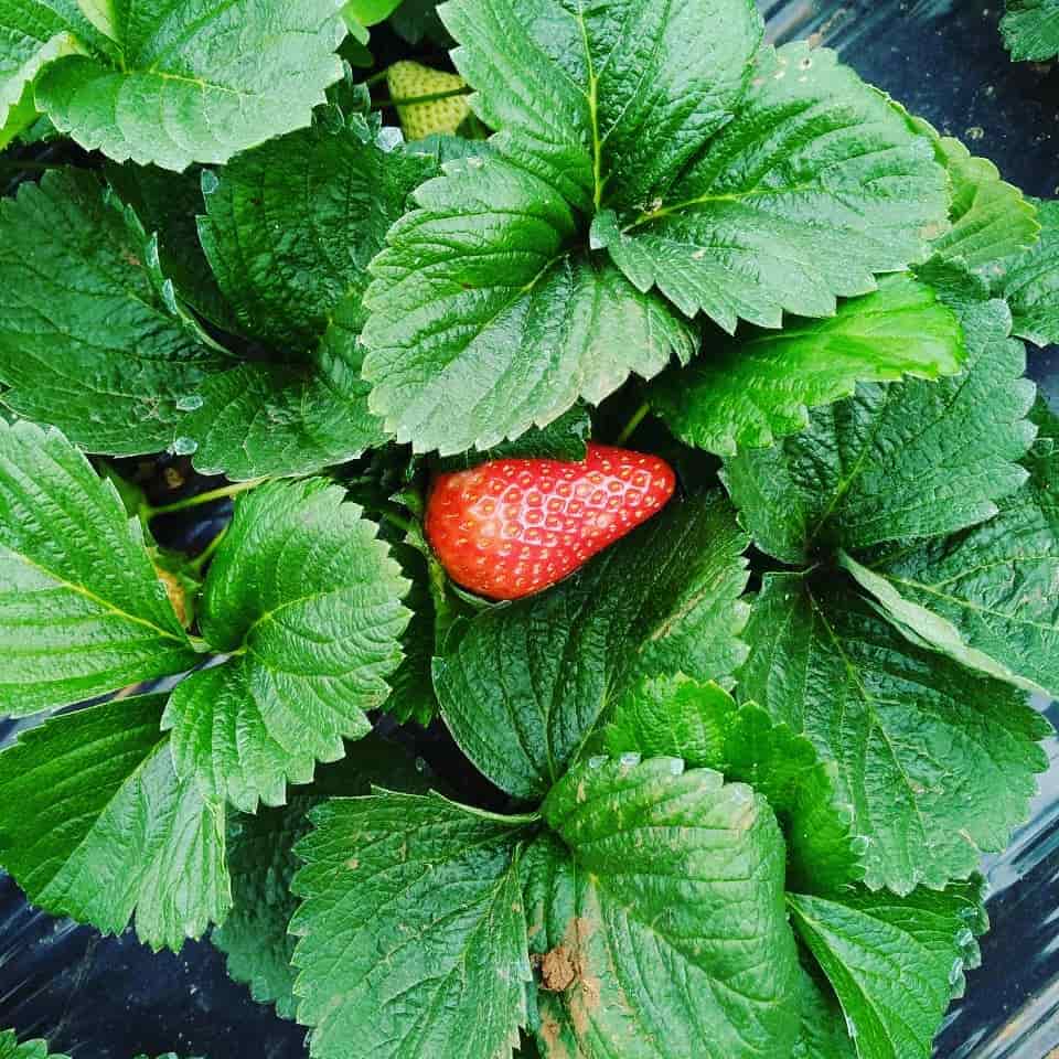 Mauli Strawberry Farm Mahabaleshwar in Near Rajman Rock Hotel
