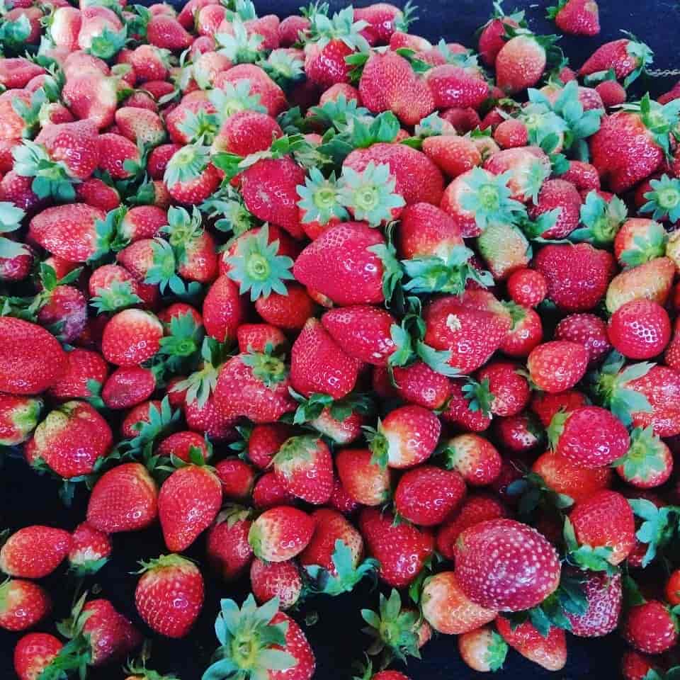 Mauli Strawberry Farm Mahabaleshwar in Near Rajman Rock Hotel