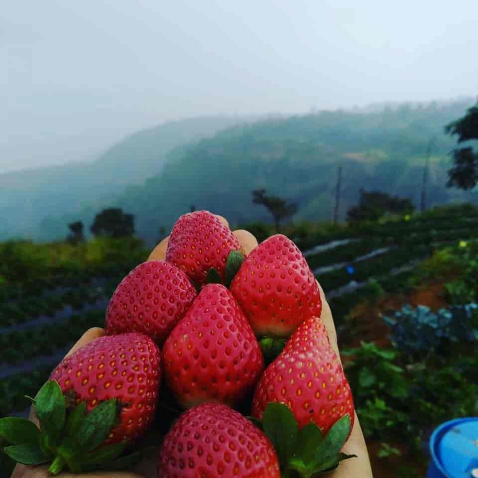 Mauli Strawberry Farm Mahabaleshwar in Near Rajman Rock Hotel