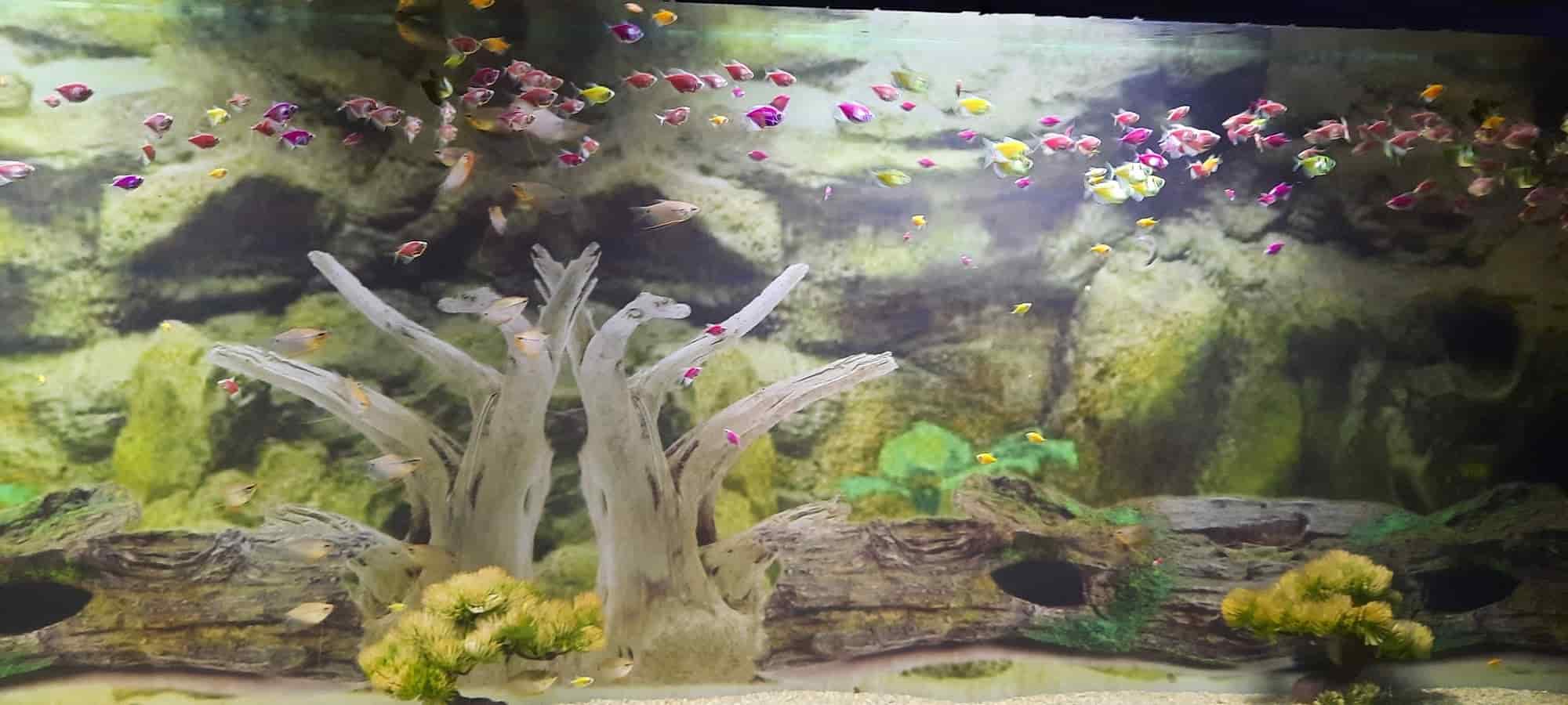 Hollywood Wax Museum in Mahabaleshwar HO,Mahabaleshwar Best Museums