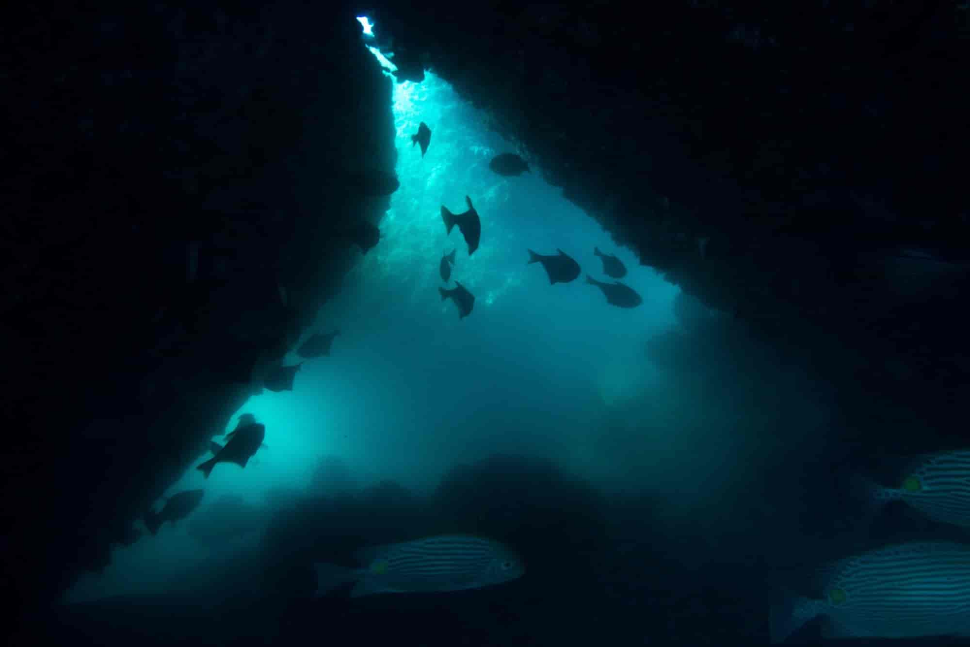 Top Scuba Diving Services in Mahabalipuram - Best Scuba Diving near me -  Justdial